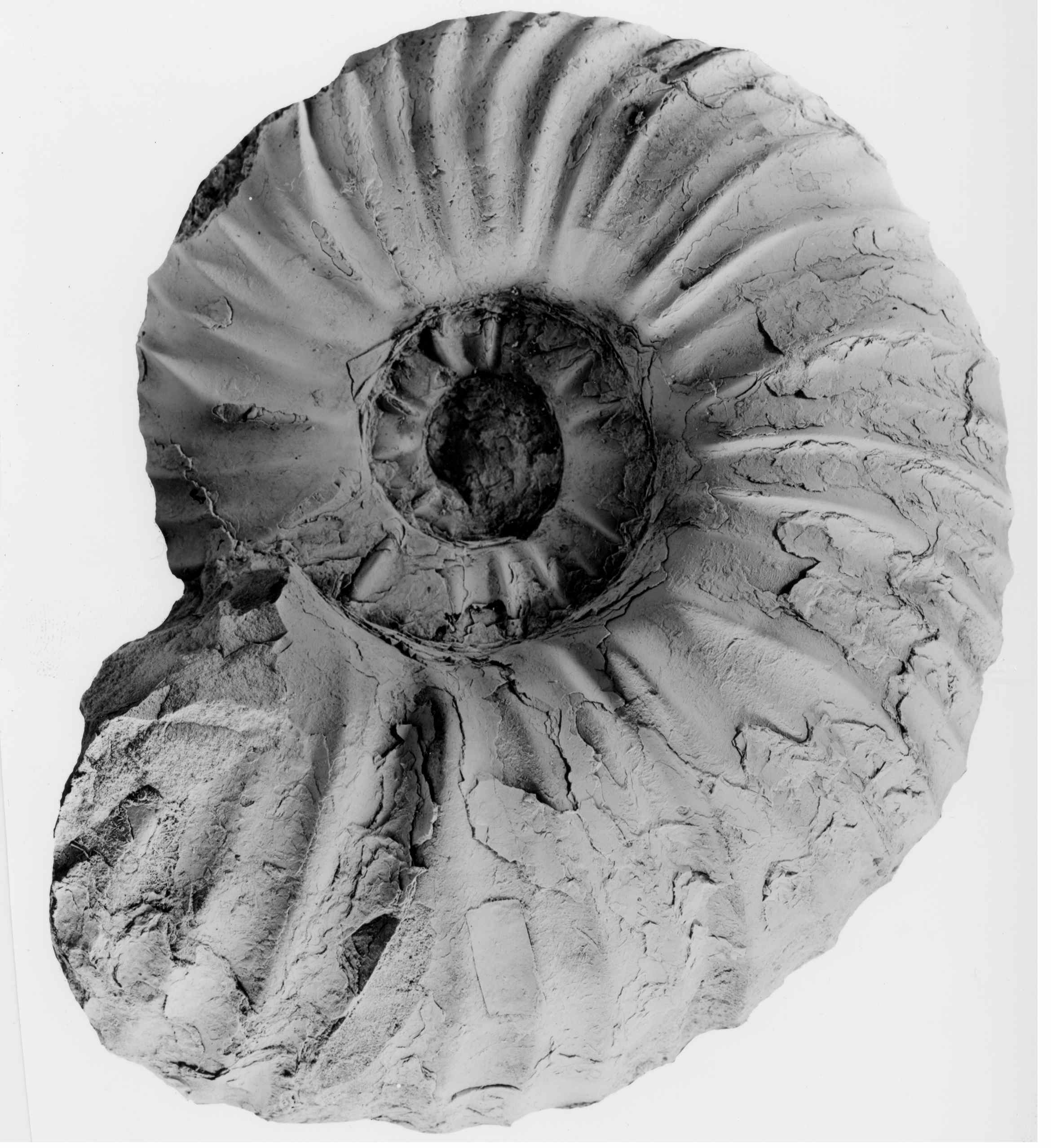Ammonite-5856-lateral
